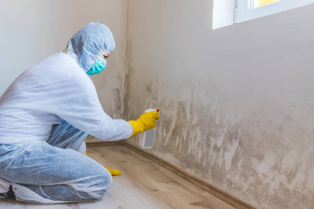 Licensed Black Mold Remediation service in Richmond, VA - 24 Hour Mold Removal