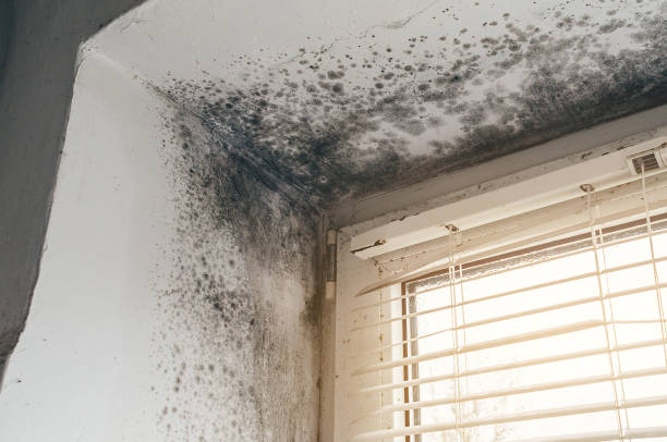 Affordable Black Mold Remediation solutions in Richmond, VA