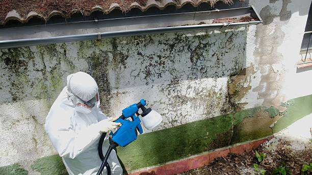 Top rated local Black Mold Remediation specialists in Richmond, VA